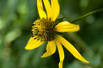 Cutleaf coneflower